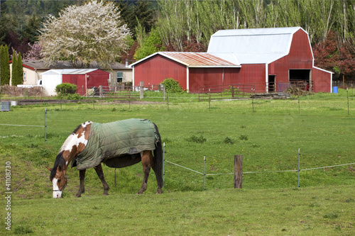 Photo: Horse grazing. Horse grazing.