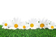 daisies on the grass