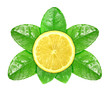 Lemon fruit on green leaf with dew Lemon fruit on green leaf with dew