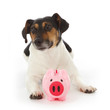 chien jack Russel terrier gardant cochon tirelire chien jack Russel terrier gardant cochon tirelire