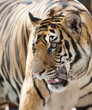 close up of a tiger's face