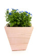 blue Lobelia in pink pot