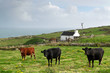 Idyllic meadow with irish cows