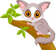 Fun zoo. Galago