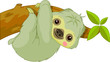 Fun zoo. Sloth