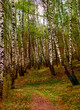 birch forest