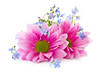 Chrysanthemum