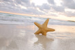 sea star starfish on beach, blue sea and sunrise time, shallow d