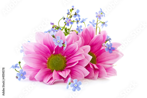 Photo: Chrysanthemum Chrysanthemum