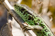 Zauneidechse, Sand lizard, Lacerta agilis