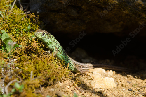 Foto: Zauneidechse, Sand lizard, Lacerta agilis Zauneidechse, Sand lizard, Lacerta agilis