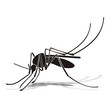Mosquito