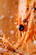 grilled shrimps prawns  with salt flakes on wood, macro