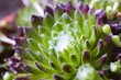 Sempervivum Hauswurz @ miket