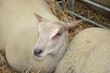 A Contented Sheep Resting with a Fellow Animal.