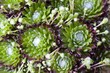 Sempervivum Hauswurz @ miket