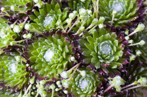 Foto: Sempervivum Hauswurz @ miket Sempervivum Hauswurz @ miket