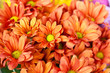Flores naranjas
