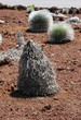 Silversword Plant