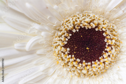 Foto: Flor de pétalos blancos Flor de pétalos blancos