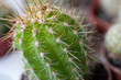 Cactus con pinchos