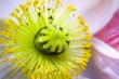 Papaver Mohn @ miket