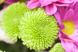 Fondo de flores verdes y rosas