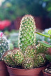 Cactus pequeño