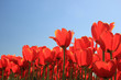 Red tulips with a touch of yellow on a field Red tulips with a touch of yellow on a field