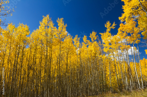 Photo: Yellow Aspen Trees Contrast Blue Sky Background Yellow Aspen Trees Contrast Blue Sky Background