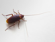 Cockroach