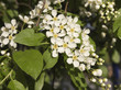 Blooming tree in spring with white flowers Blooming tree in spring with white flowers