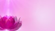 Beautiful Lotus Blossum