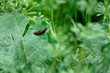 Slug 06