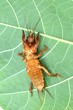 mole cricket (Grillotalpa) mole cricket (Grillotalpa)