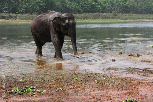 Photo: Un éléphant sort de la rivière Un éléphant sort de la rivière