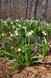snowdrops in the forest snowdrops in the forest