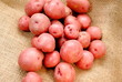 Fresh Grown Potatoes
