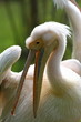 Foto: pellicano pellicano