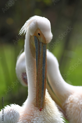 Foto: pellicano pellicano