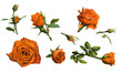 Decorations of orange roses blooms