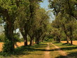 Baumallee