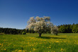 Apfelbaum