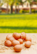 village eggs.jpg