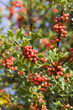 holly christmas