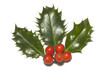 holly christmas