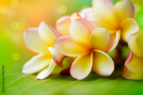 Photo: Frangipani Tropical Spa Flower. Plumeria. Shallow DOF Frangipani Tropical Spa Flower. Plumeria. Shallow DOF