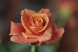 single orange rose, with blur background