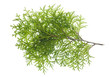 Isolated branch a thuja Isolated branch a thuja