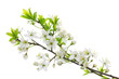 blooming wild plum